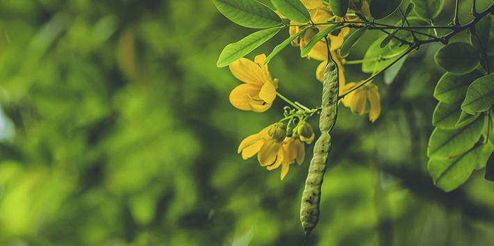 Sene Cassia angustifolia o que e